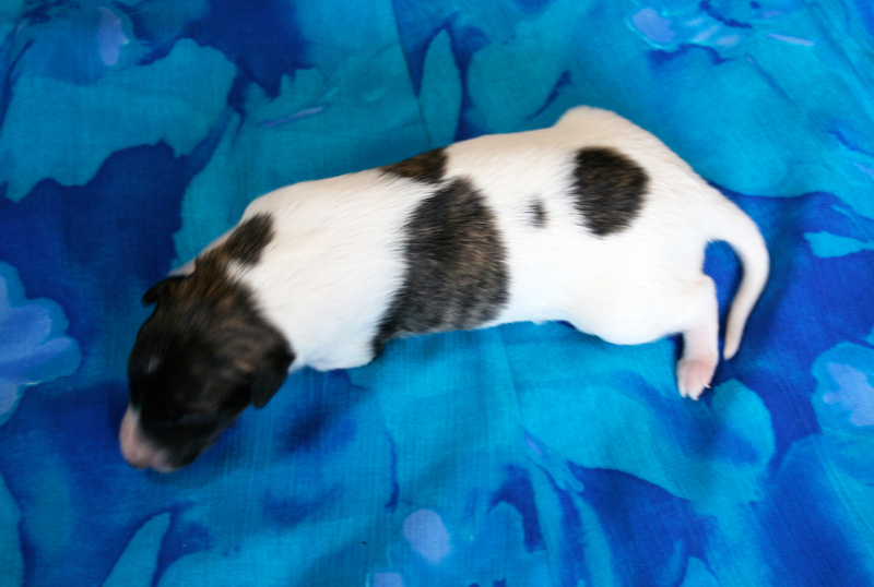 Surf Spots - Boy 2 Top